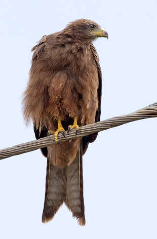 immature Yellow-billed Kite